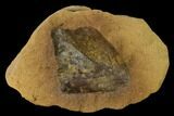 Cretaceous Fossil Leaf (Viburnum) - Kansas #136451-1